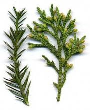 Clan Ross Plant: Juniper